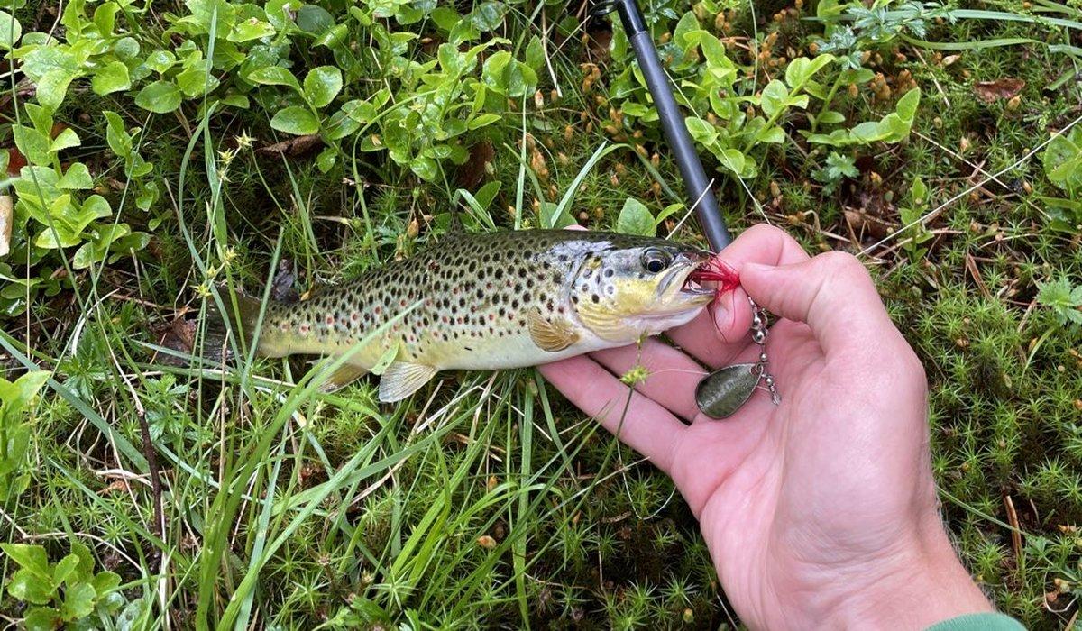 öring fångad på spinnare