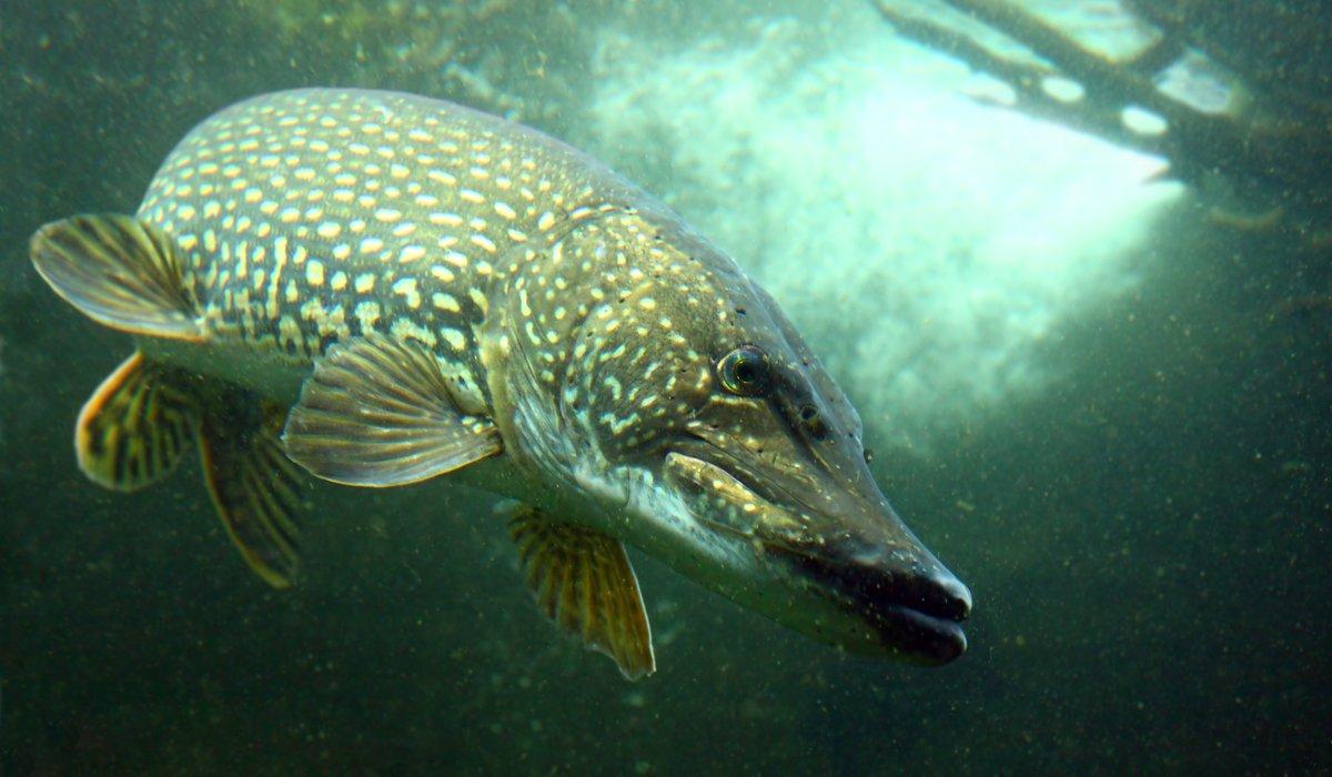 fiska gädda