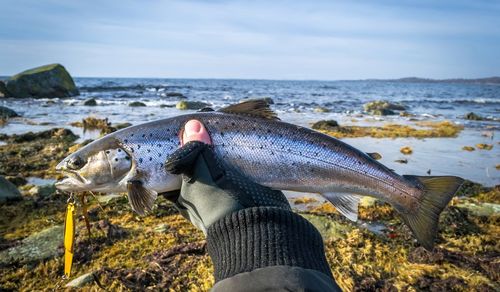 Kustfiske efter havsöring - Allt du behöver veta