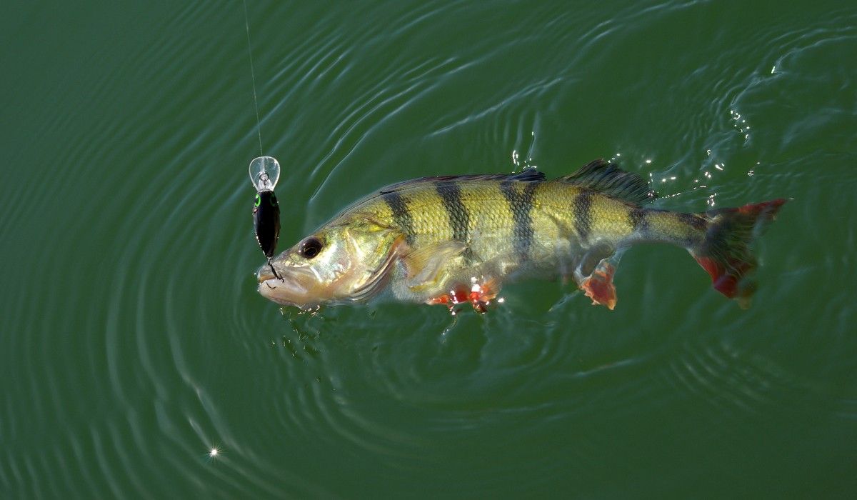 abborre på crankbait