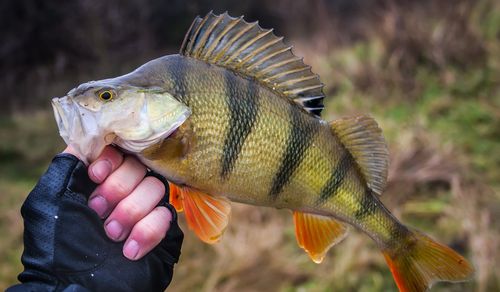 Fånga Abborre med Dropshot: En Guide Till Dropshotfiske