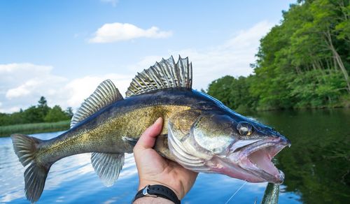 Bästa Jiggarna för Abborre, Gädda och Gös (Bäst i Test)