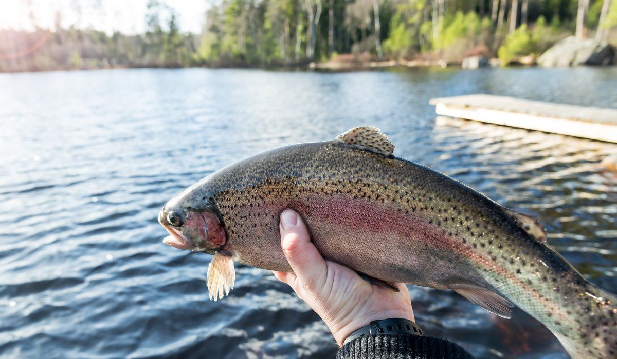 öringfiske på kvällen