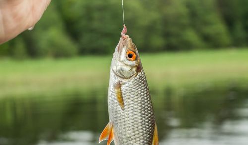 Fiska mört - Bästa tipsen för att fånga betesfisk
