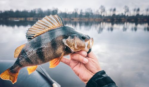 Fiska abborre på hösten - Tekniker och tips