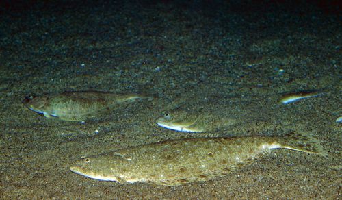 Fiska plattfisk med bottenmete - Så här gör du