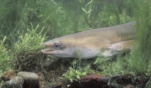 5 svenska fiskar med unika egenskaper