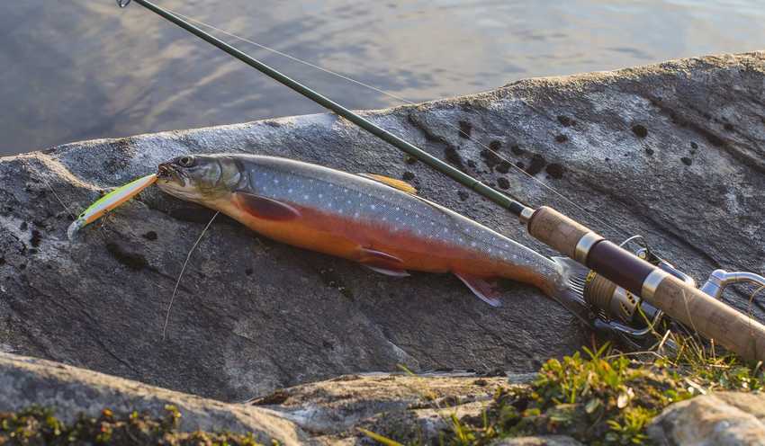 fiskespö med röding fiskespö med röding