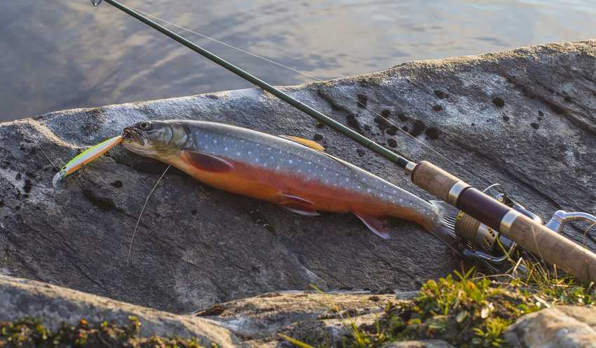 fiskespö med röding