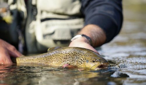 Fiska Öring - Guide för Öringsfiske