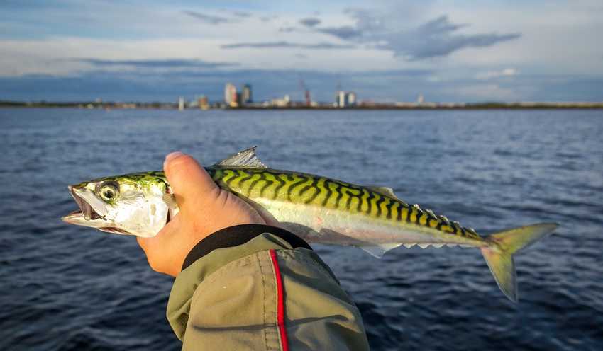 man som håller en makrill